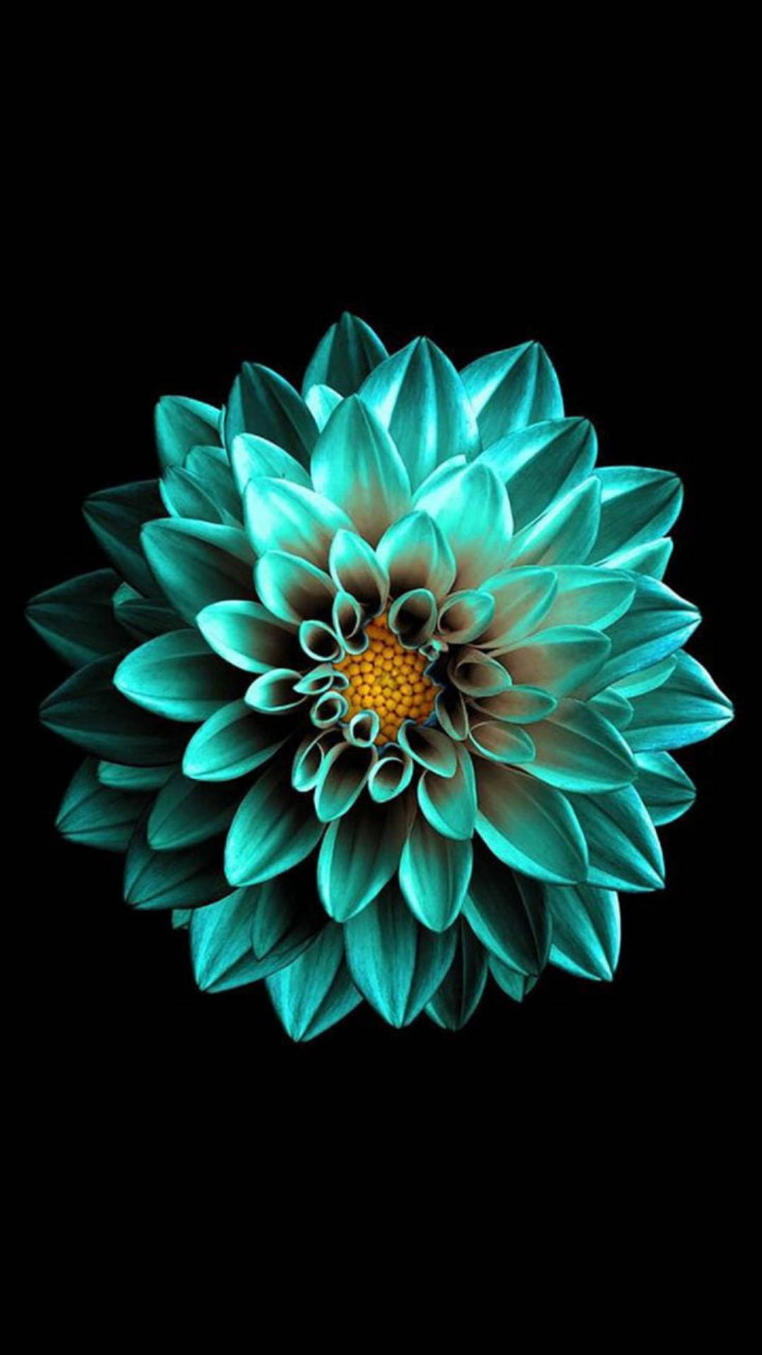 Turquoise Flower Iphone 7 Original Wallpaper