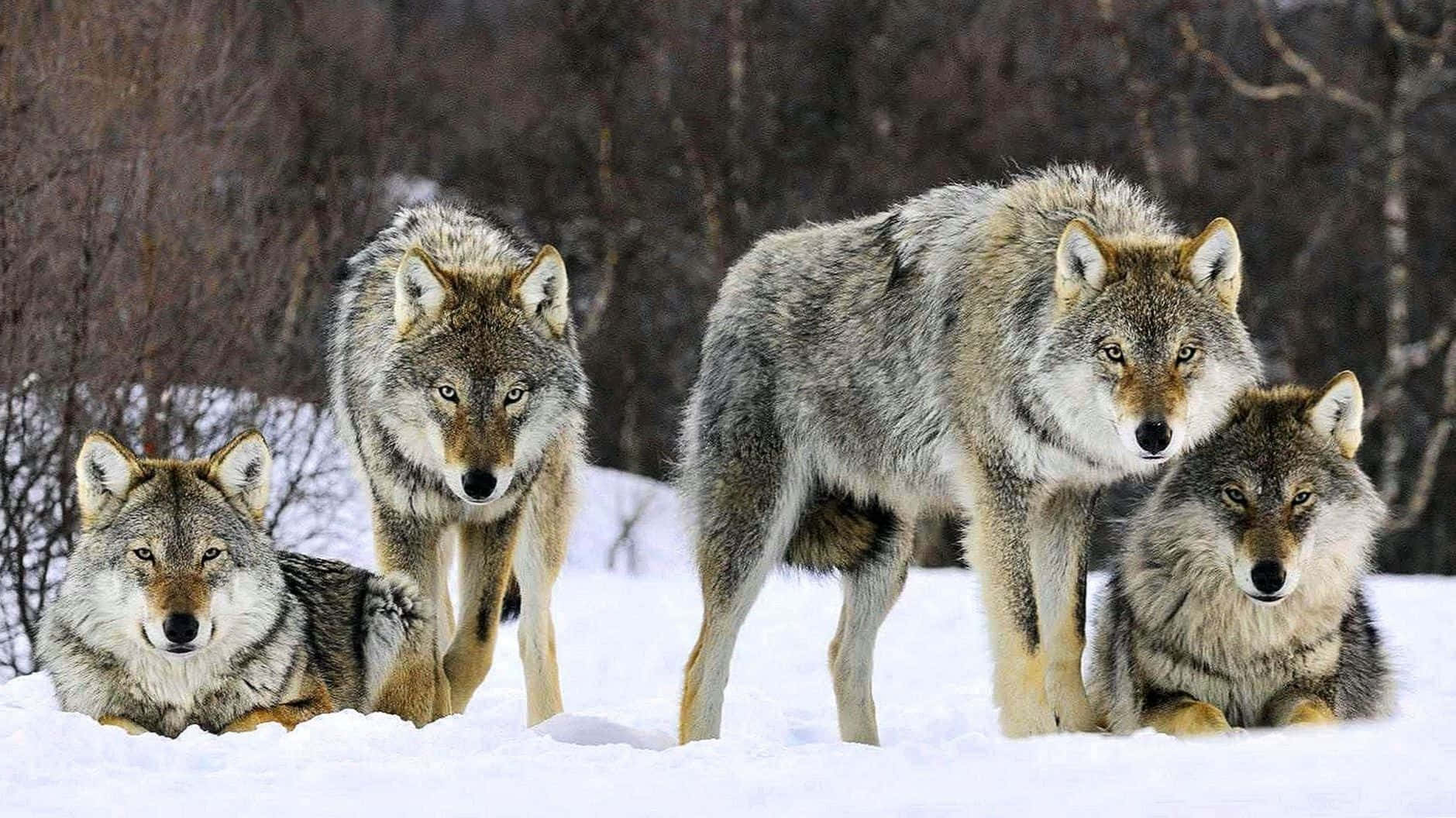 Two Adorable Wolves Embracing In The Snow Wallpaper