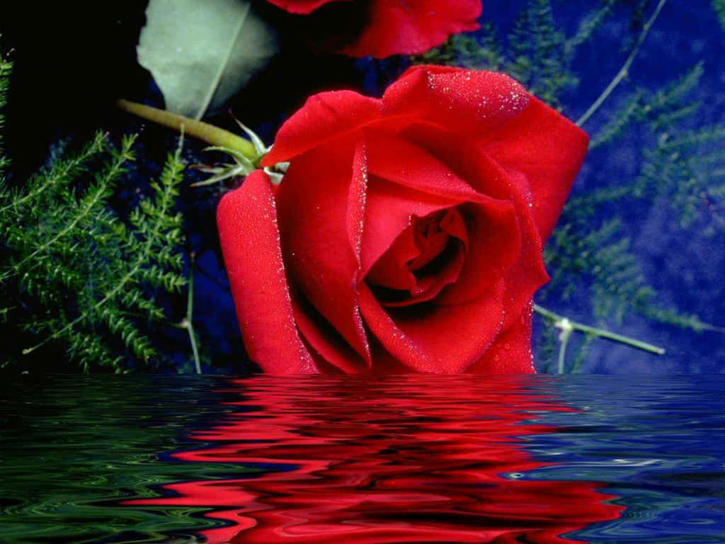 Two Beautiful Roses In A Vibrant Pink And Red Wallpaper