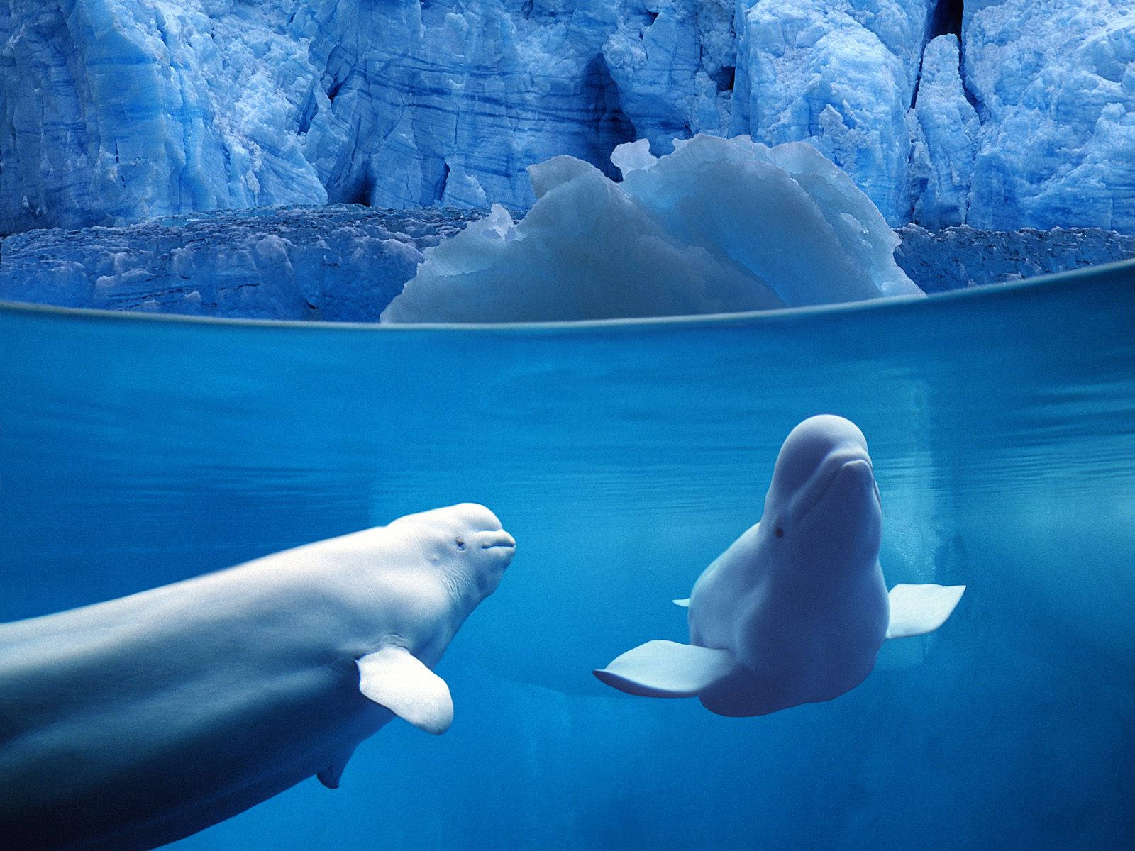 Two Beluga Whales Swimming Wallpaper