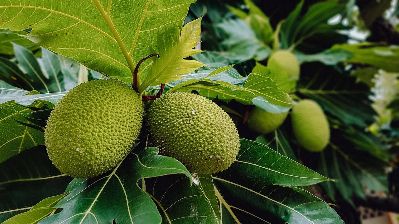 Two Bundles Of Breadfruit Wallpaper