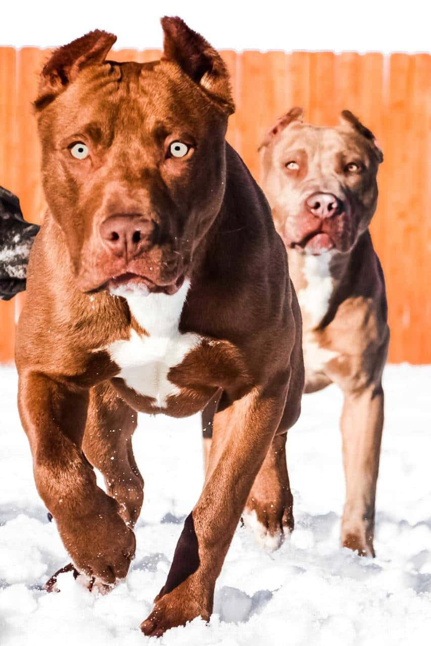 Two Dogs Pitbull Snowy Road Wallpaper