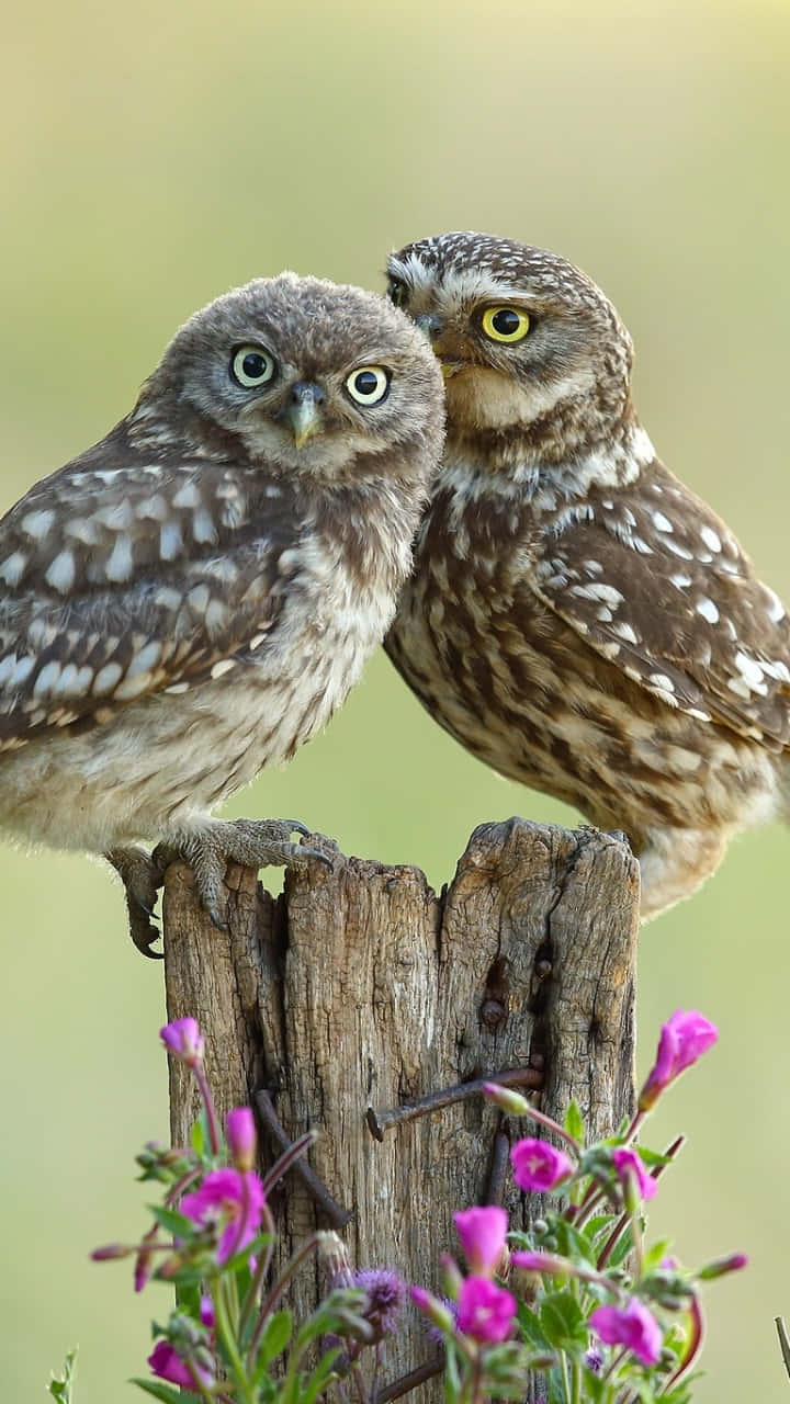 Two Owls Sitting On A Wooden Post Wallpaper