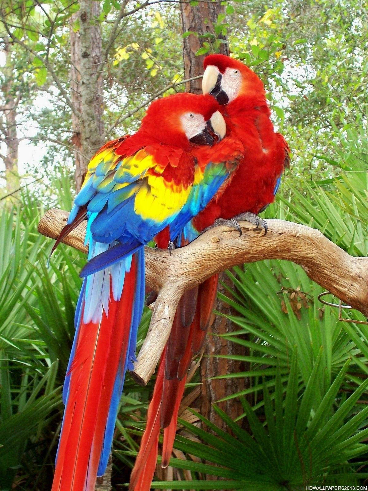 Two Parrots Leaning On One Another Wallpaper