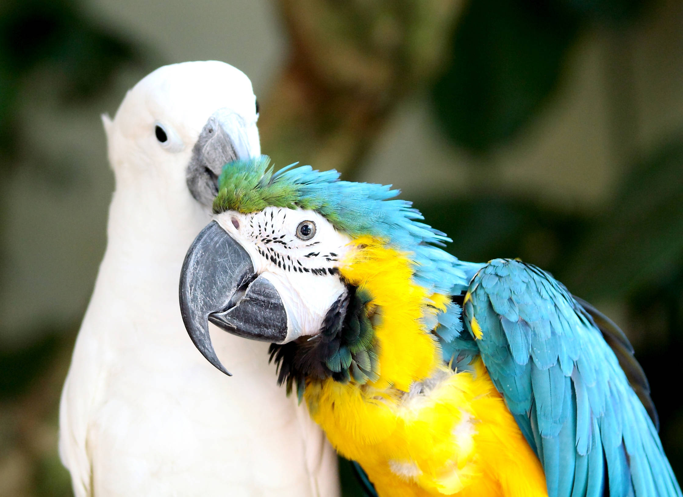 Two Parrots Preening Wallpaper