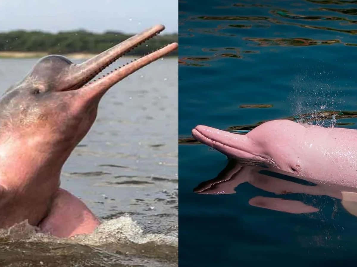 Two Pictures Of A Pink Dolphin And A Blue Dolphin Wallpaper