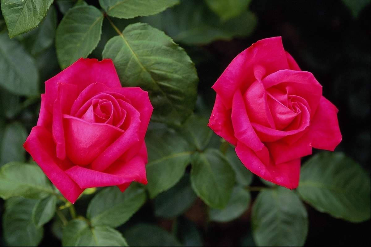 Two Pink Rose Flowers Wallpaper
