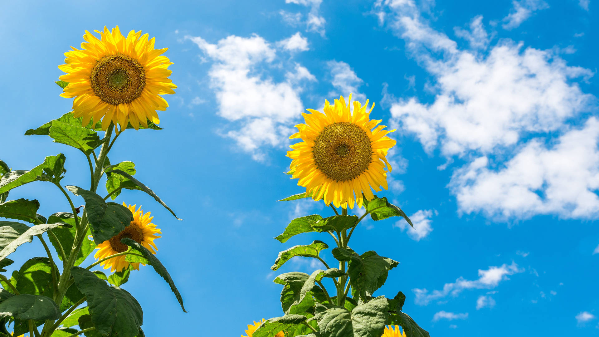 Two Sunflower Laptop Wallpaper