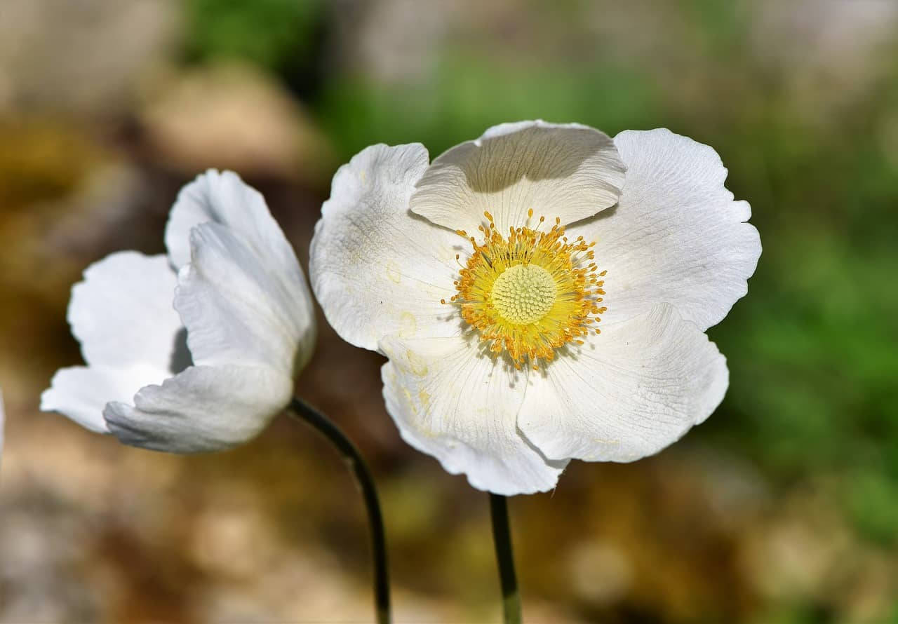 Two White Anemone Flowers Wallpaper