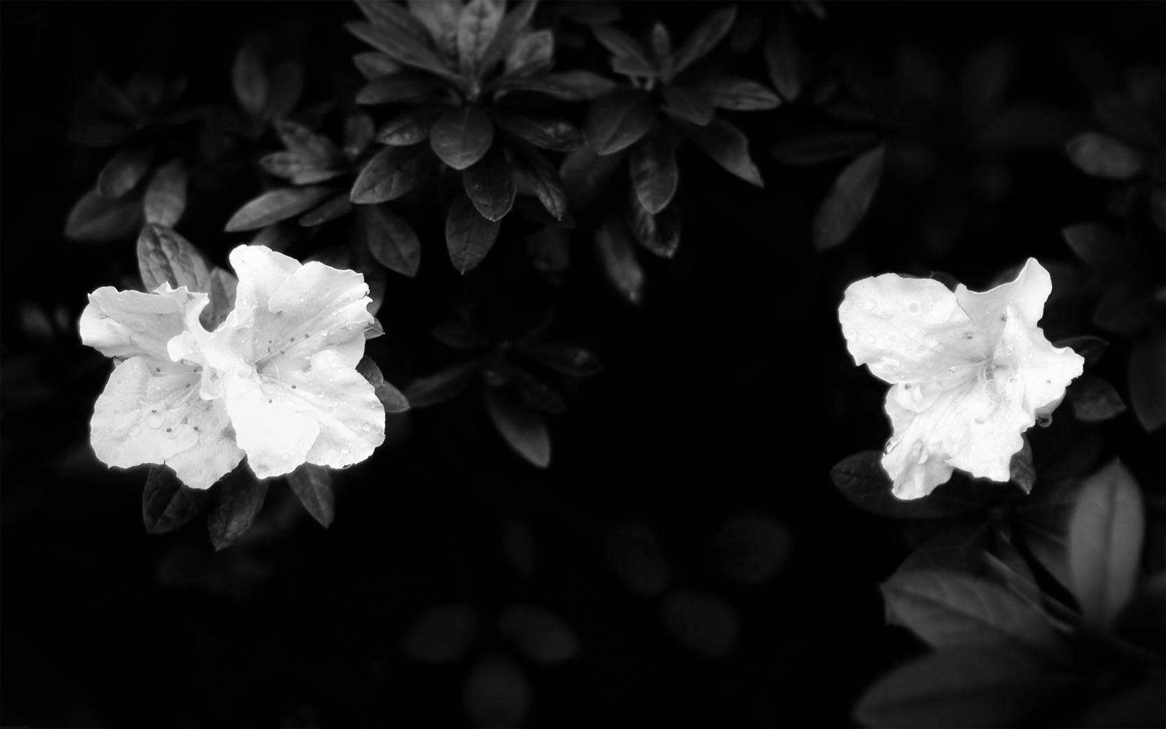 Two White Pansy Dark Floral Wallpaper