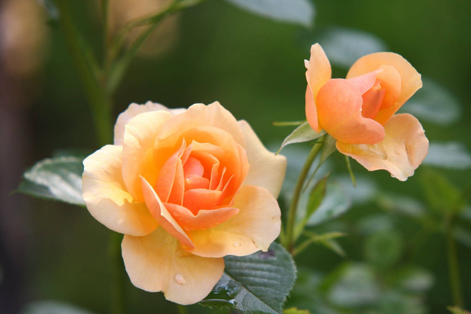 Two Yellow Rose Flowers Wallpaper
