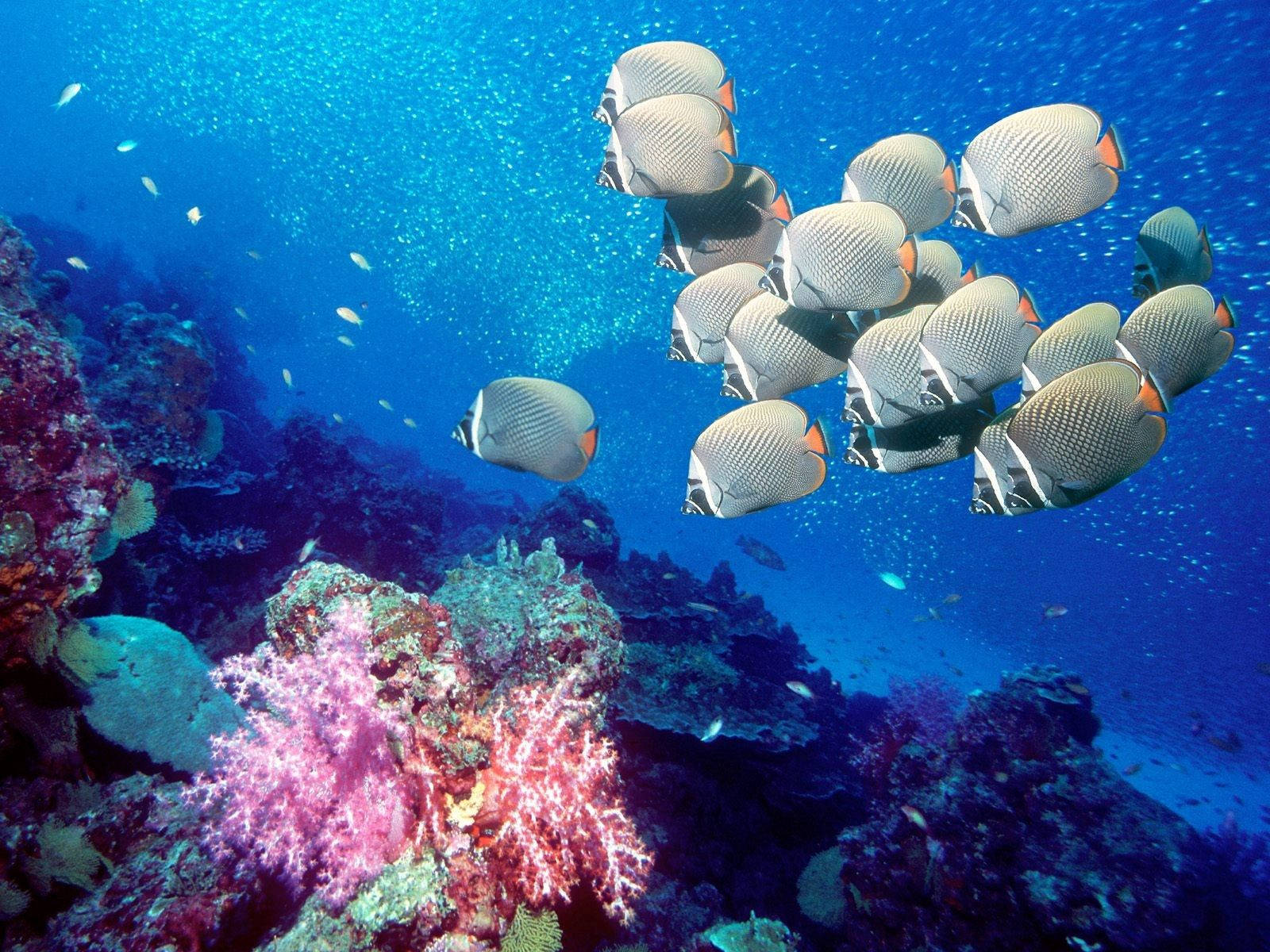 Underwater School Of Fish And Pink Corals Wallpaper