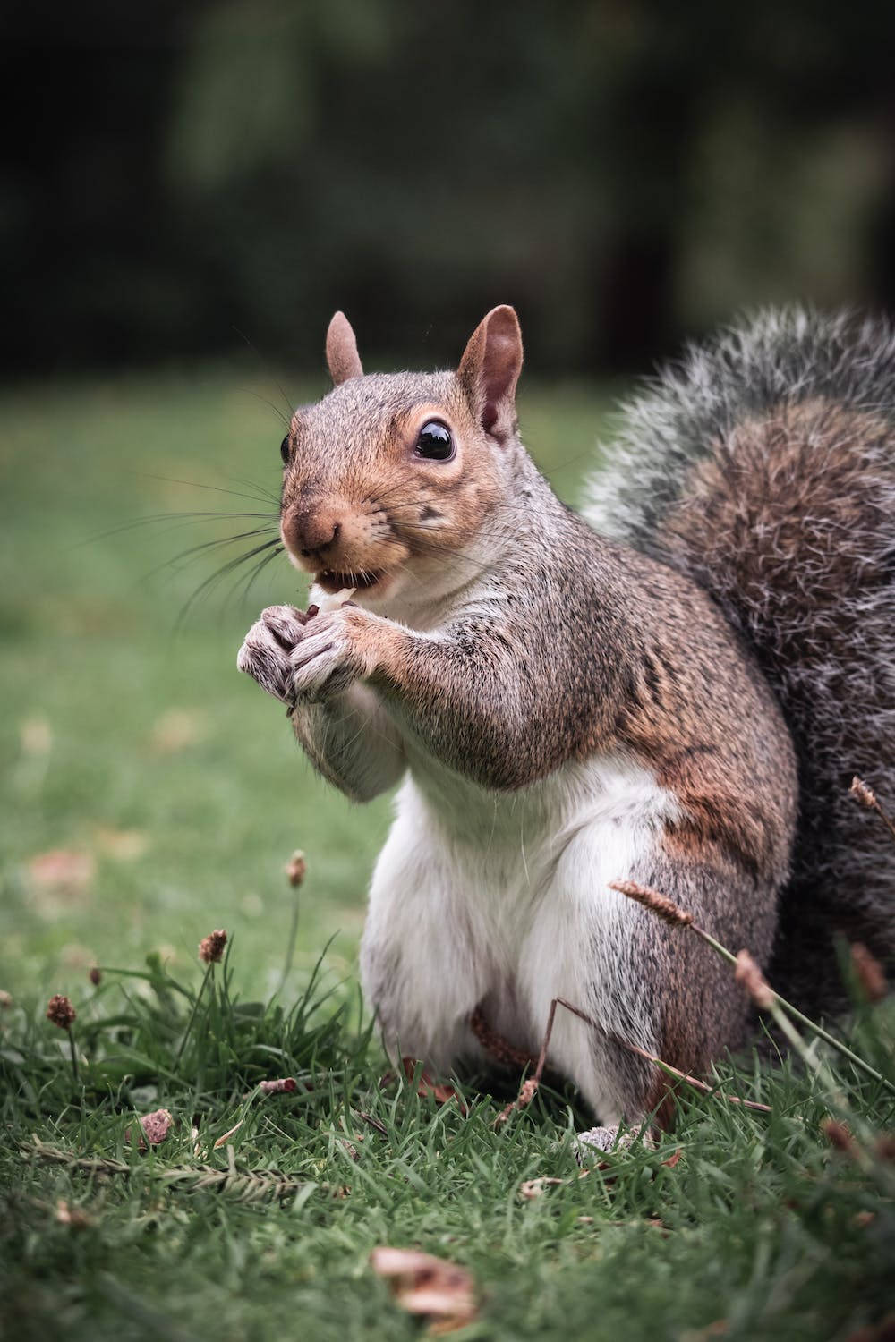 Unearth The Amazing Detail Of A Squirrel On Iphone 11 Pro 4k Wallpaper
