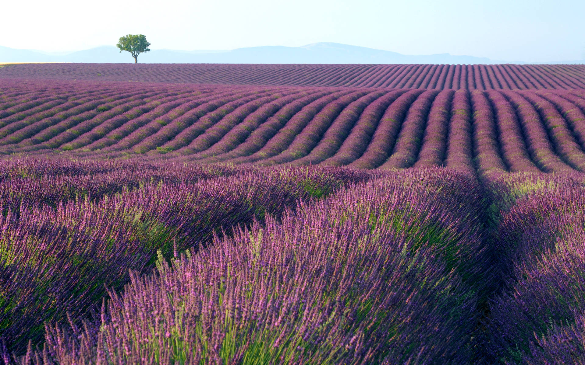 Uneven Land With Lavender Desktop Wallpaper