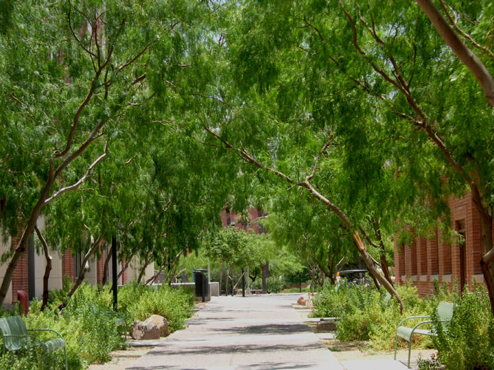 University Of Arizona Tree Path Wallpaper