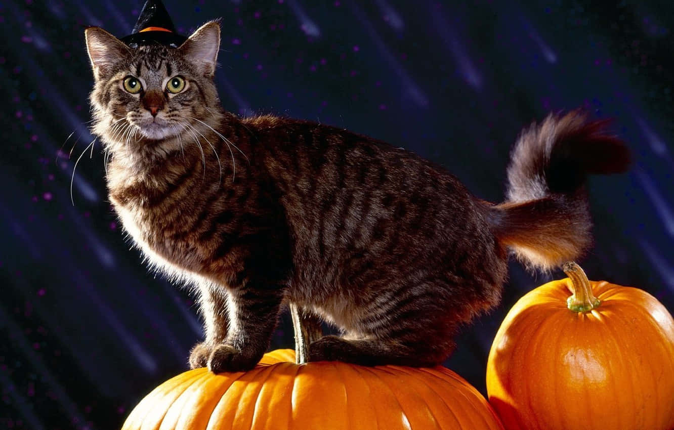 Unleash The Halloween Spirit With This Playfully Spooky Cat!