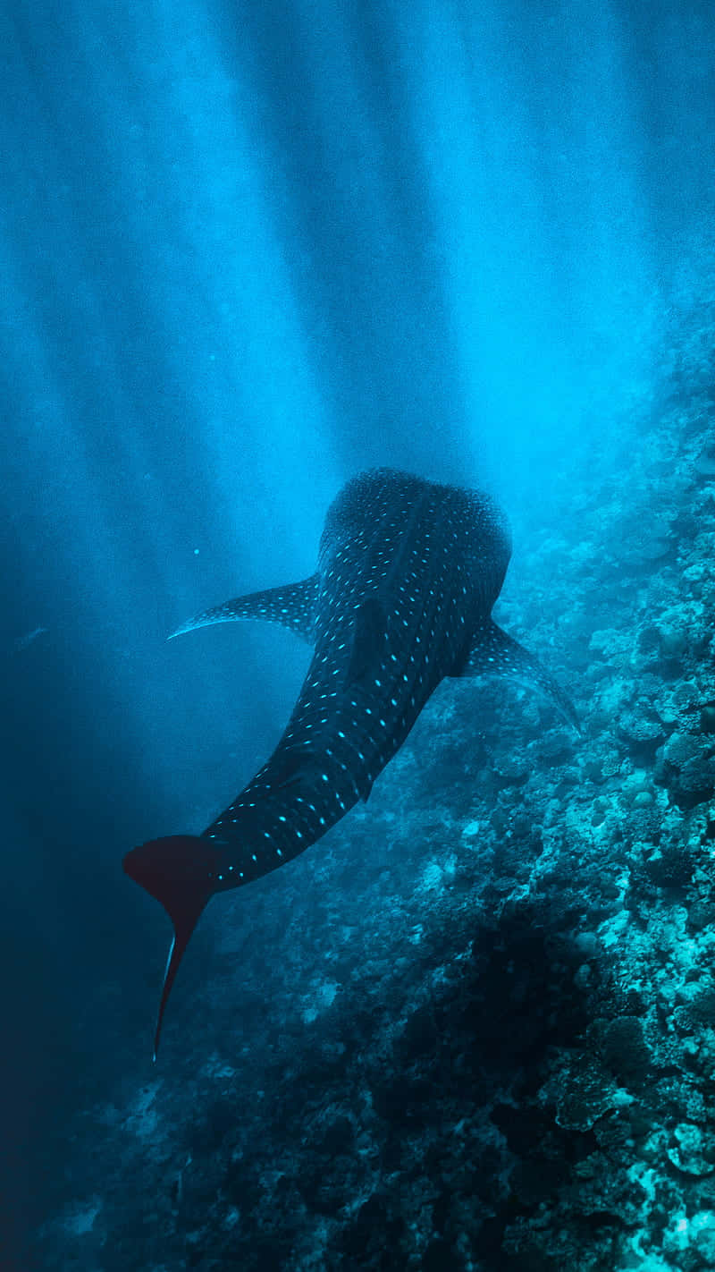 Unleash Your Inner Shark With The Latest Edition Of The Iphone Wallpaper