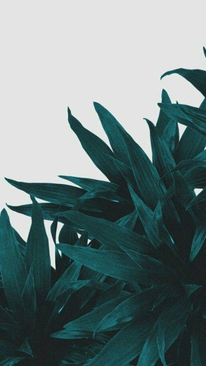 Unlock The Beauty Of Nature With Green Aesthetic Iphone Wallpaper