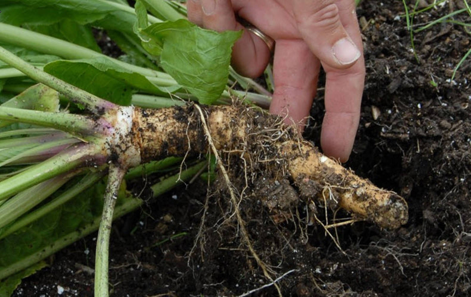 Unrooted Horseradish Vegetable Wallpaper