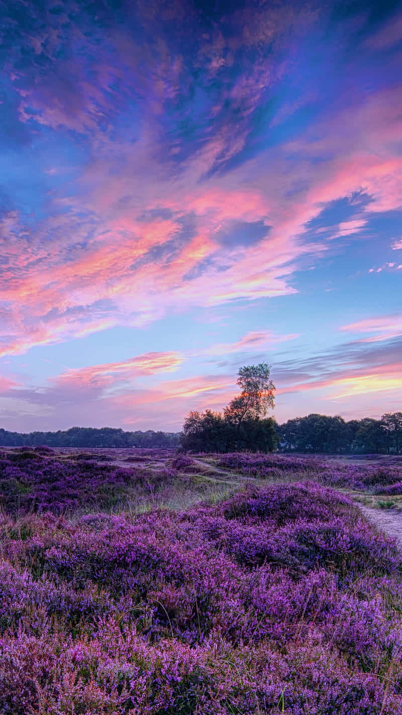 Upgrade Your Aesthetic With Thispurple Lavender Laptop. Wallpaper