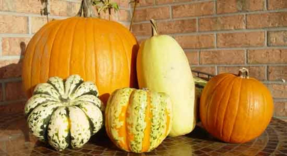 Variety Of Vibrant Yellow Squash And Pumpkins Wallpaper