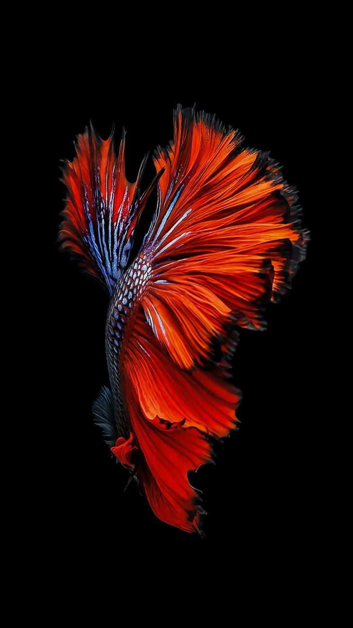 Vibrant Betta Fish Against Black Background.jpg Wallpaper