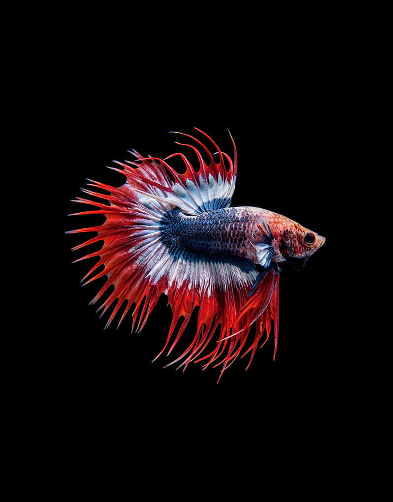 Vibrant Betta Fish Black Background.jpg Wallpaper