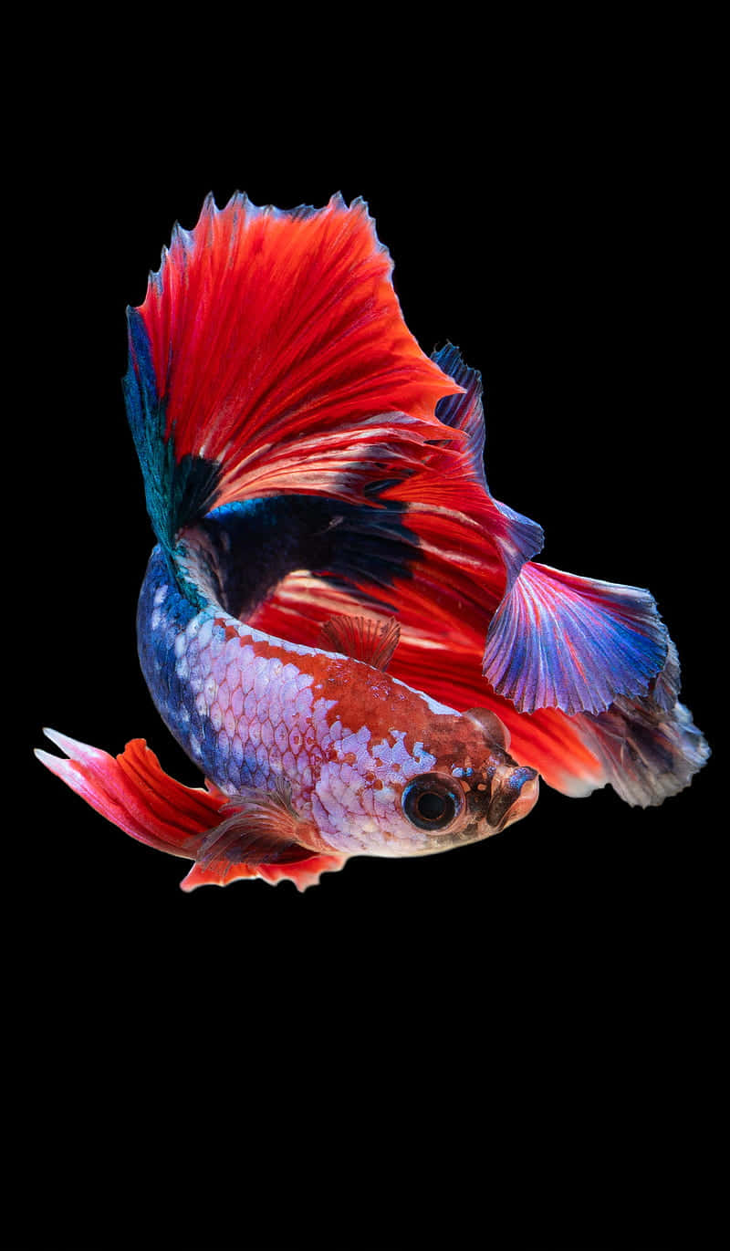 Vibrant Betta Fish Black Background Wallpaper