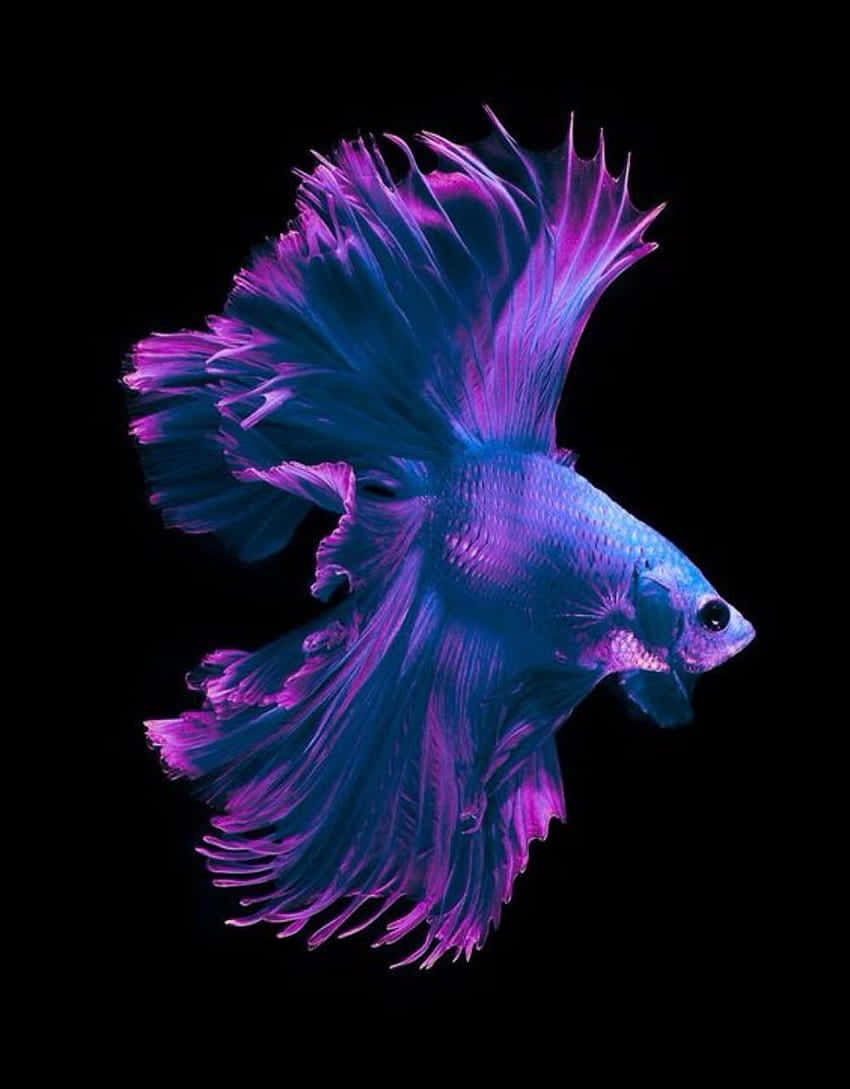 Vibrant Betta Fish In Motion.jpg Wallpaper