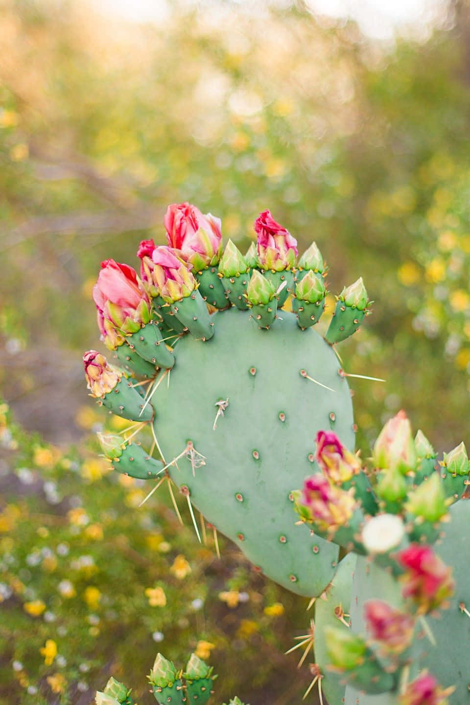 Vibrant Blooming Barbary Fig Cactus Flower Wallpaper