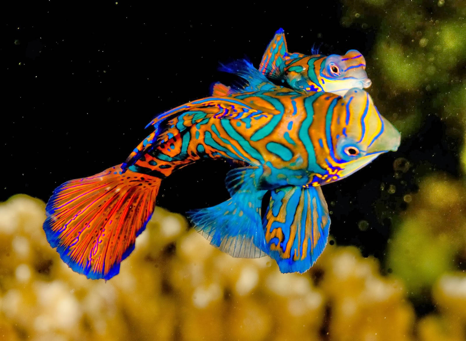 Vibrant Cool Fishes Wallpaper