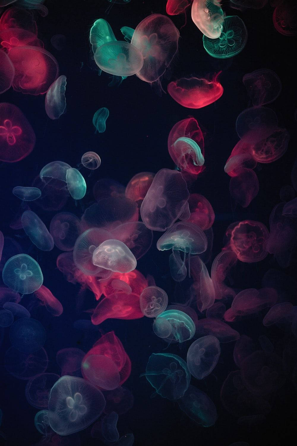 Vibrant Jellyfish Photography Wallpaper