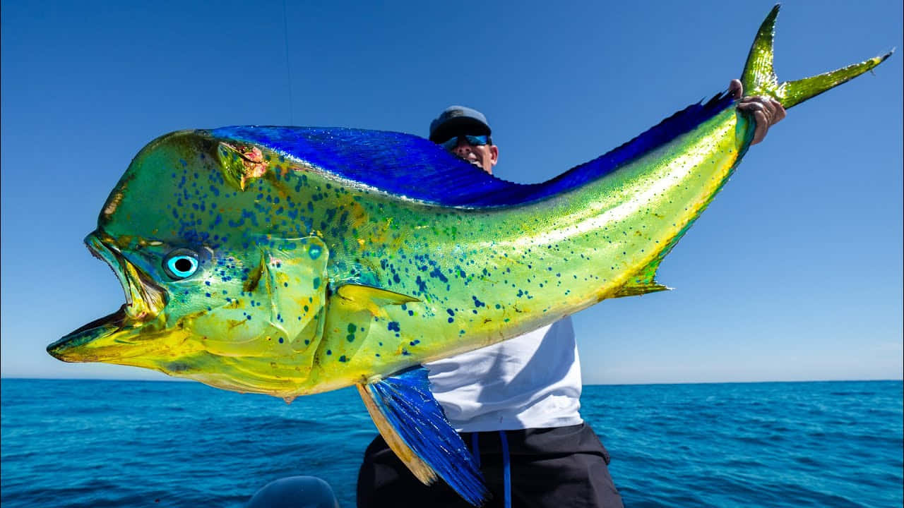 Vibrant Mahi Mahi Catch Wallpaper