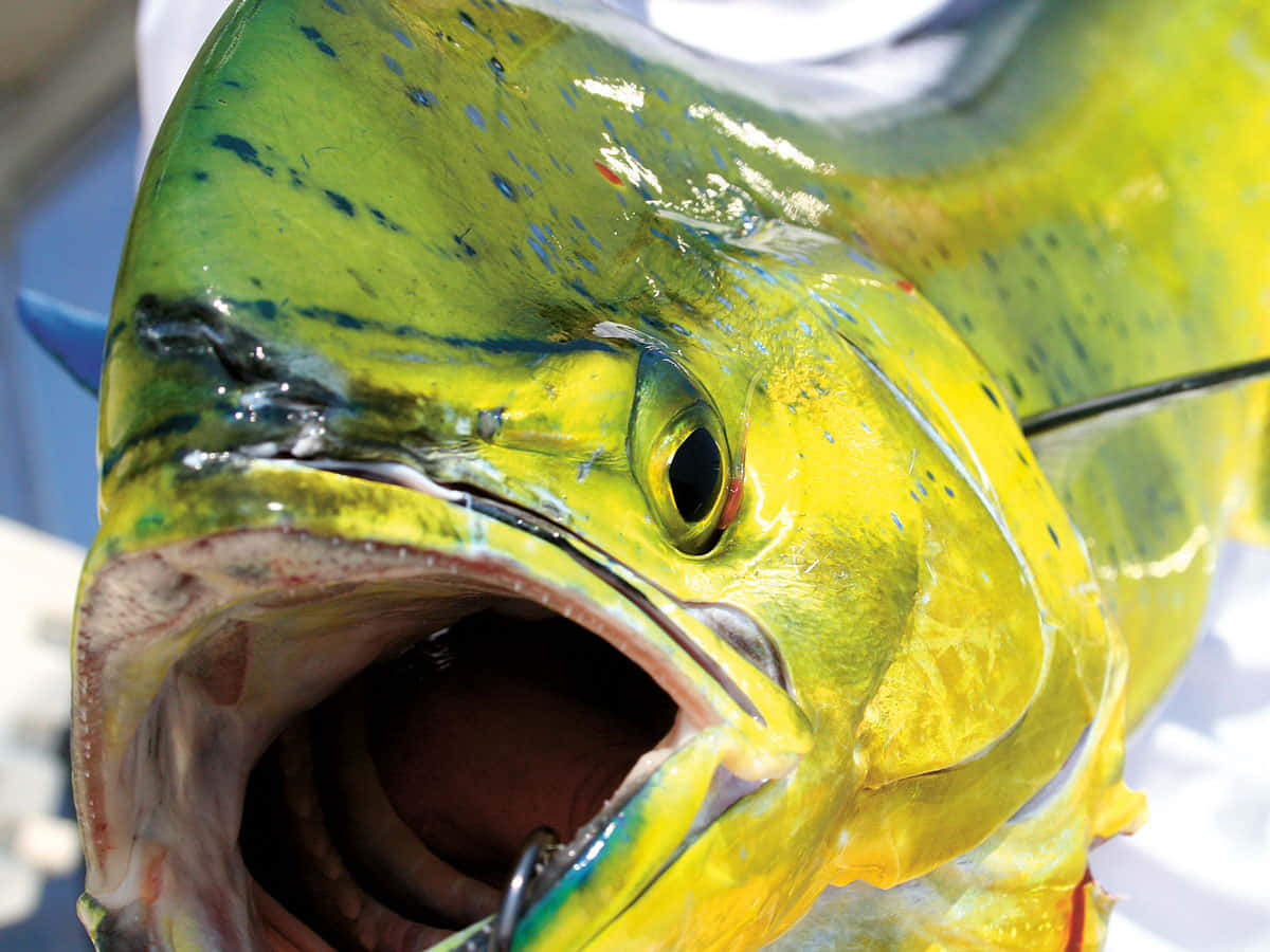 Vibrant Mahi Mahi Close Up Wallpaper