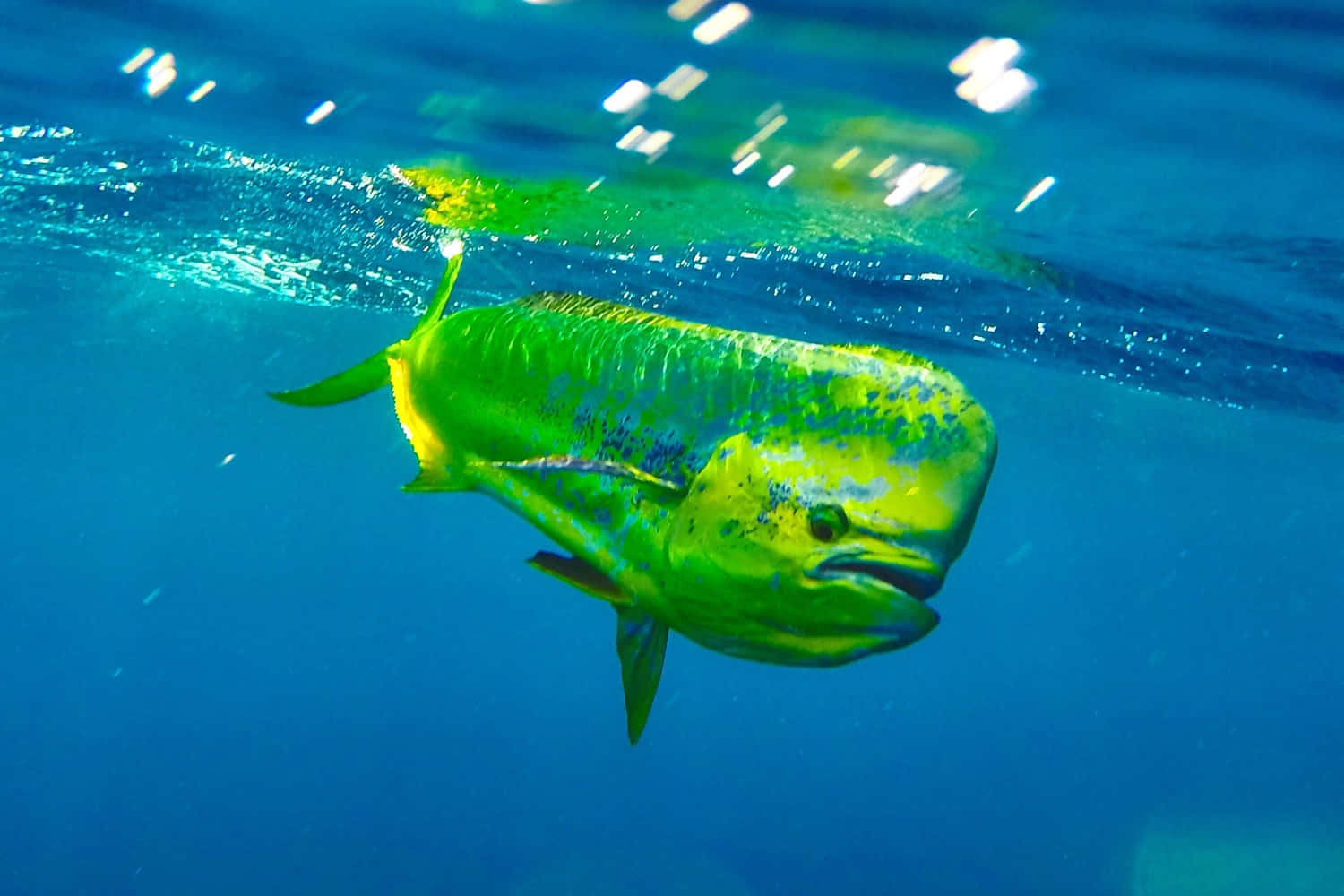 Vibrant Mahi Mahi Swimming Underwater.jpg Wallpaper