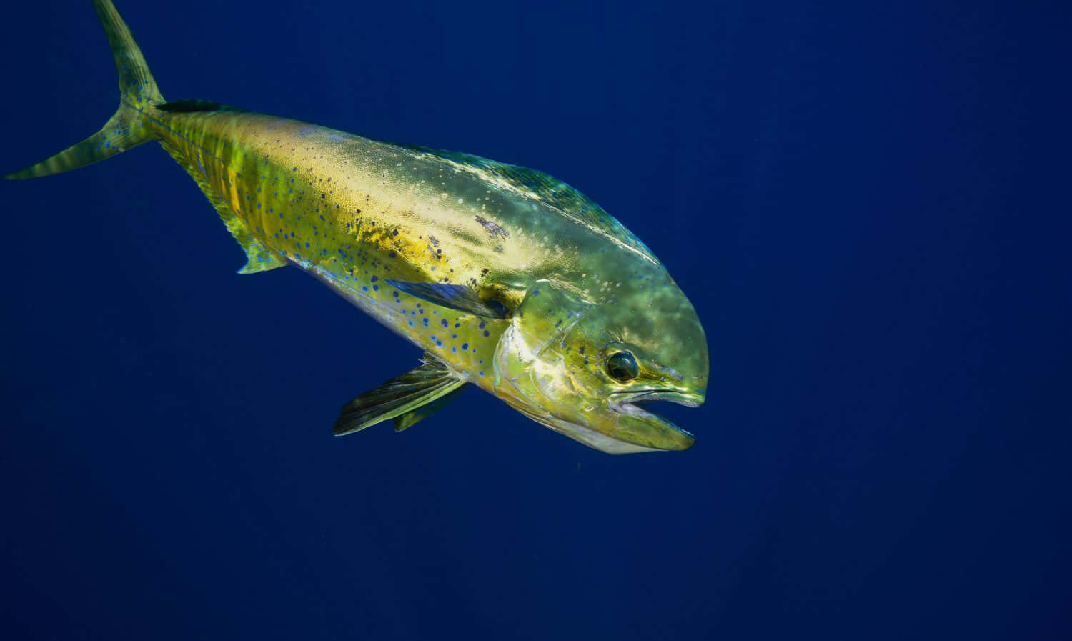 Vibrant Mahi Mahi Swimming Wallpaper