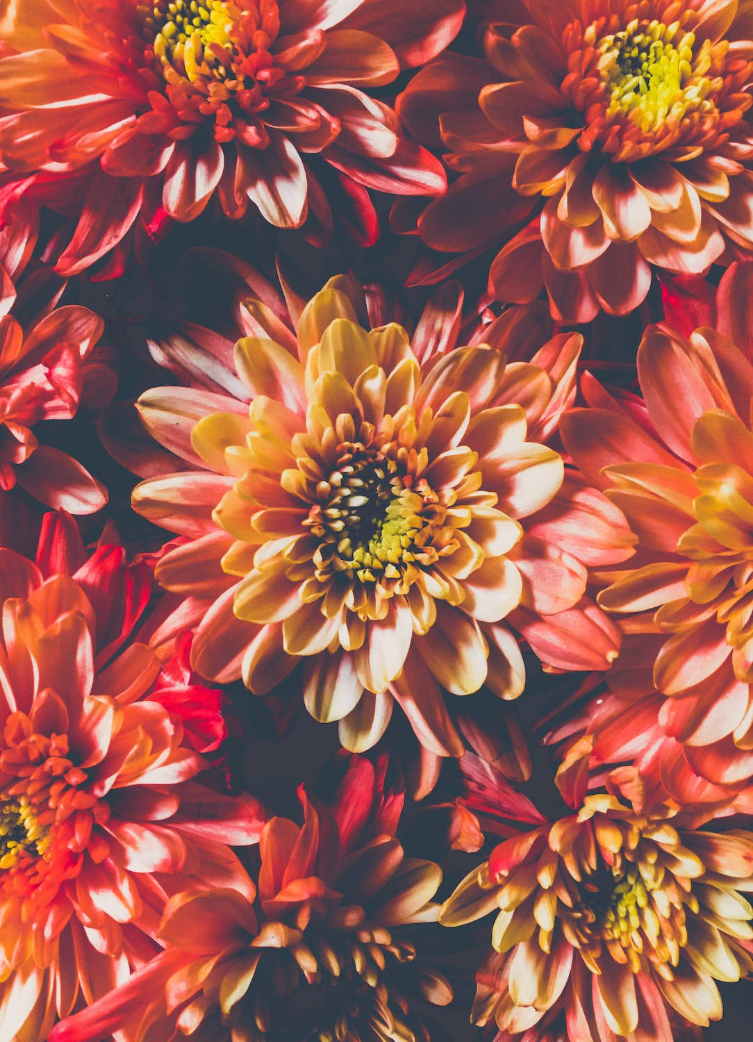 Vibrant Orange Chrysanthemum Wallpaper For Iphone 11 Pro 4k Wallpaper