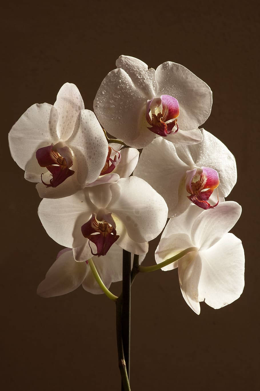 Vibrant Orchid Blooms In Tonal Contrast Wallpaper