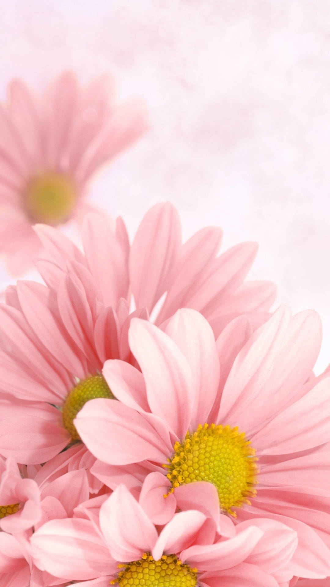 Download free Vibrant Pink Daisy On A Smartphone Wallpaper - MrWallpaper.com