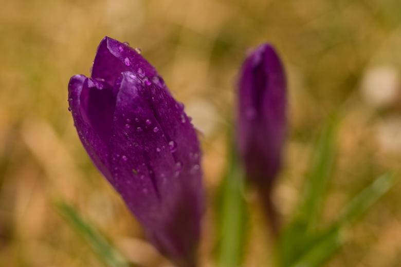 Vibrant Purple Flowers With Glistening Water Droplets Wallpaper