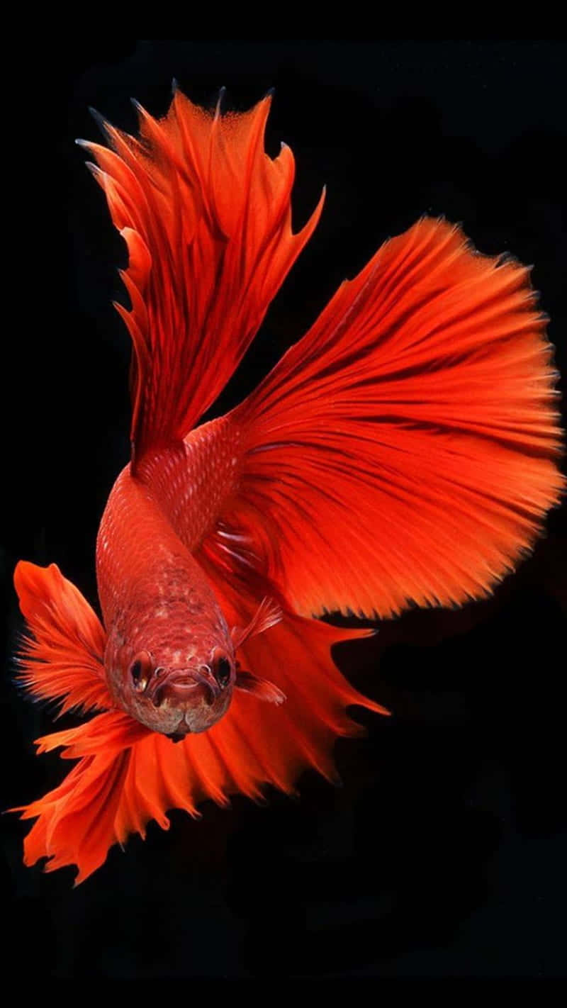 Vibrant Red Betta Fish Wallpaper