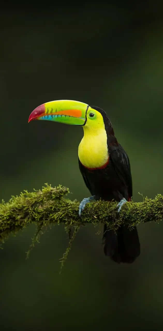 Vibrant_ Toucan_on_ Branch.jpg Wallpaper