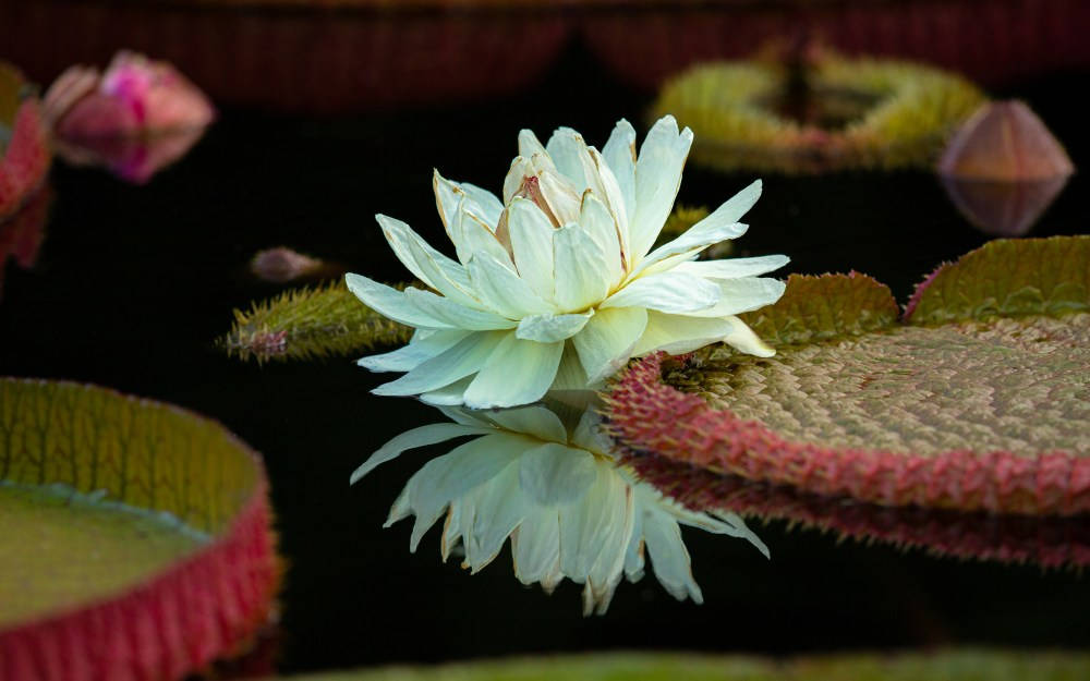 Victoria Water Lily Wallpaper