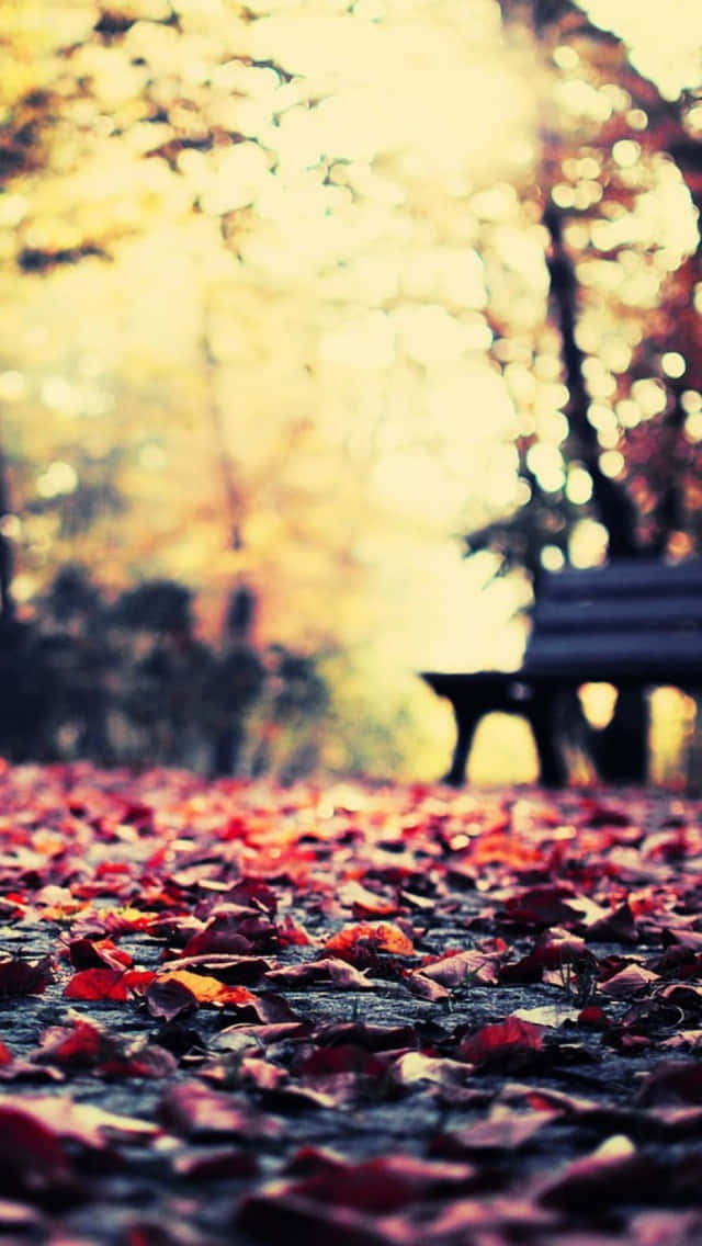 Vintage Autumn Ground Park Bench Wallpaper