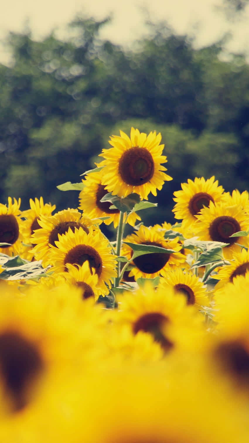 Vintage Sunflower Field Summer Glow Wallpaper