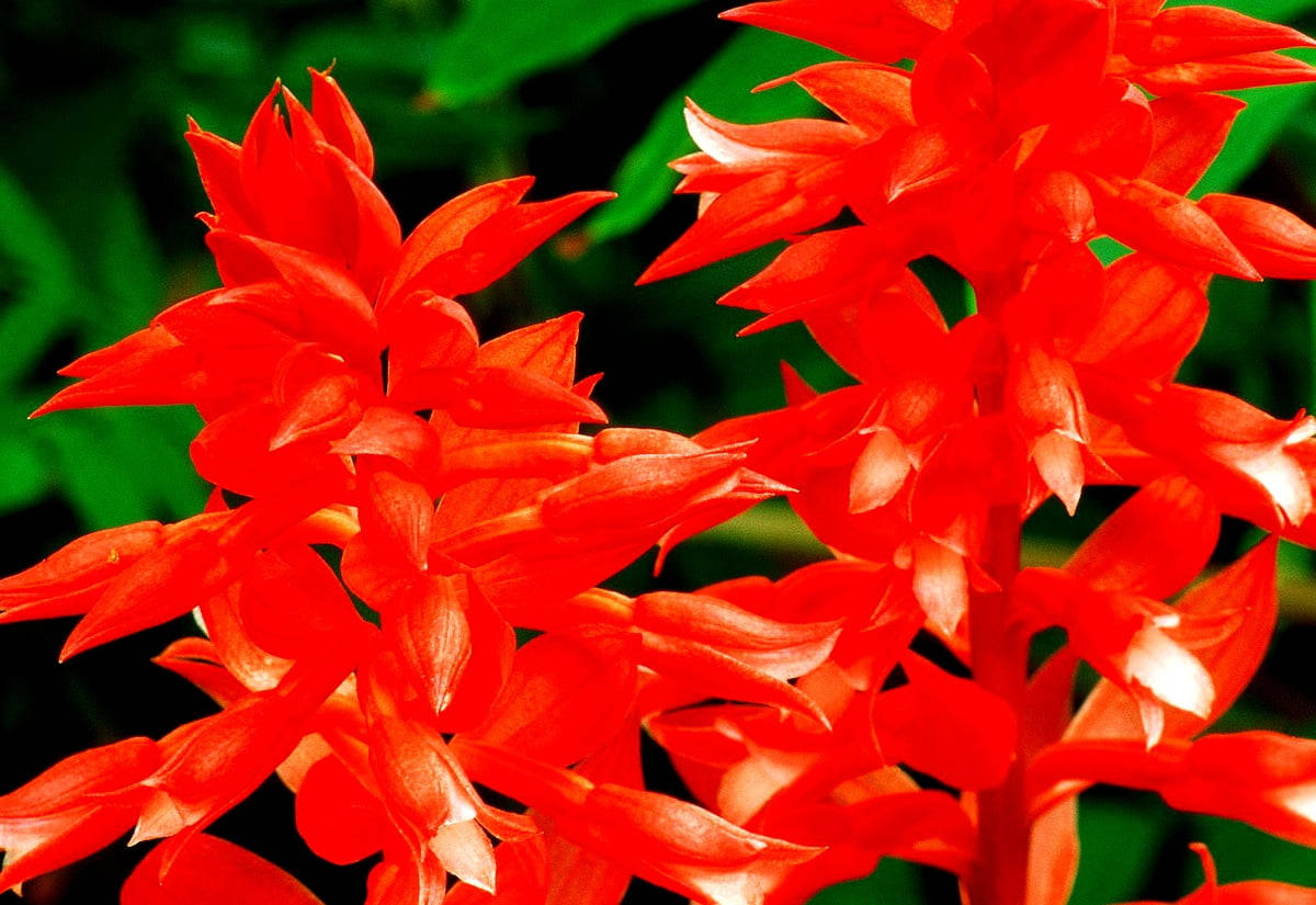 Vivid Red Gladiolus Flowers Wallpaper