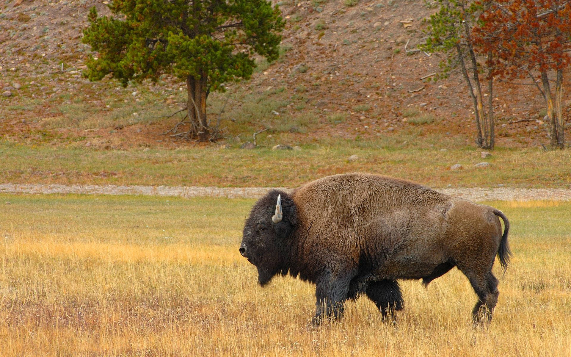 Sacred White Buffalo - Cows & Animals Background Wallpapers on Desktop  Nexus (Image 2692677)