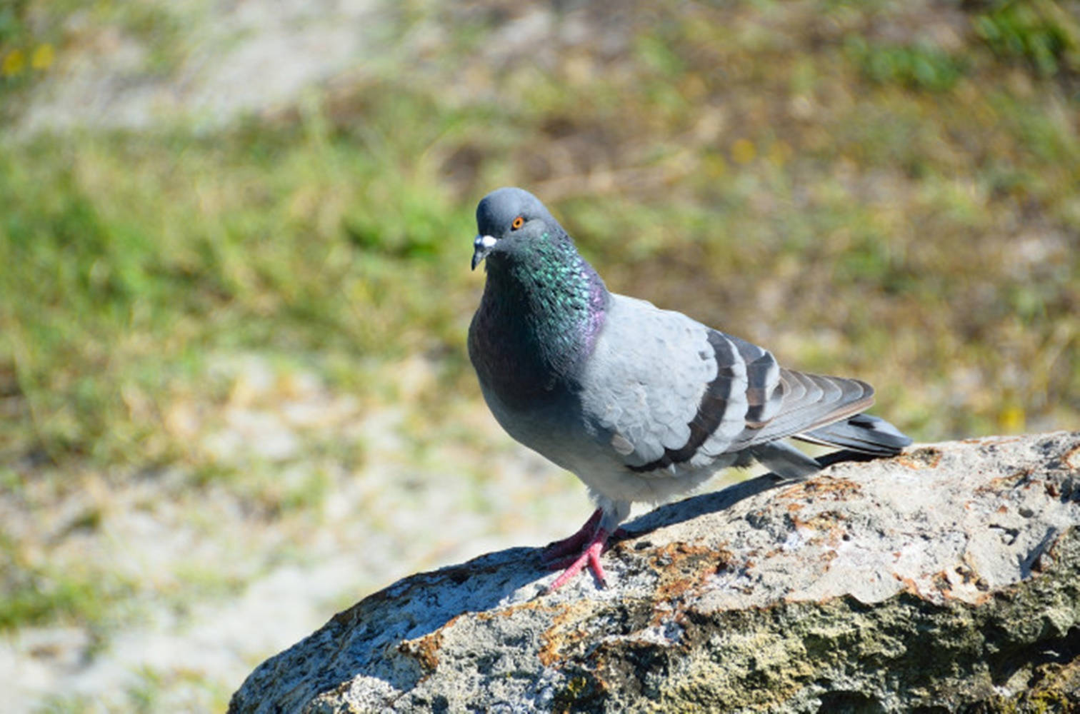 Walking Rock Dove On A Rock Wallpaper