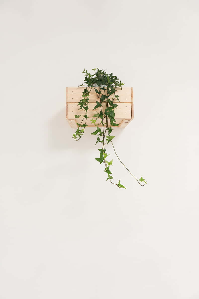 Wall Mounted Wooden Planter With Vine Wallpaper