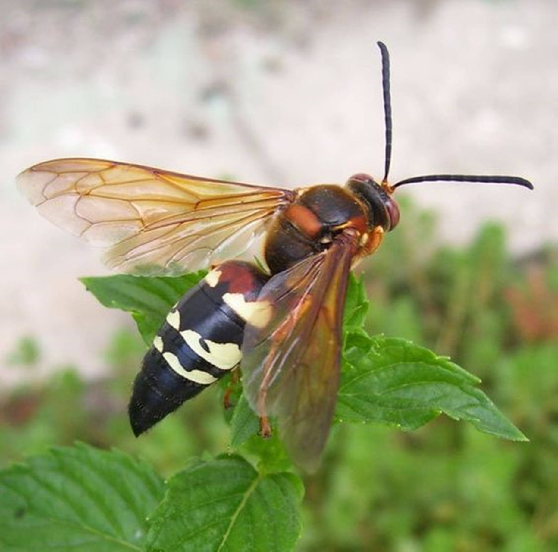 Wasp Cicada Hawk Killer Wallpaper